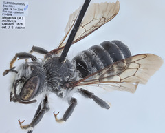 Megachile montivaga