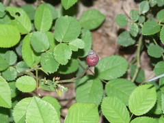 Rosa gallica
