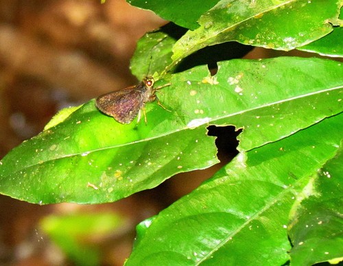 Mnasitheus nitra