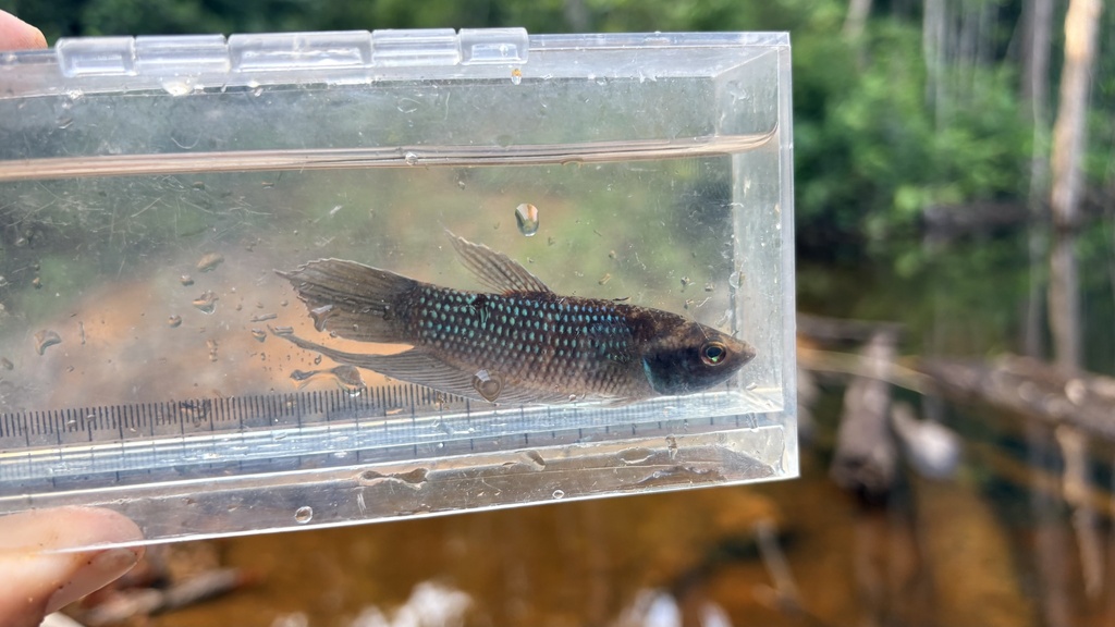 Breder's Betta (Betta pugnax)