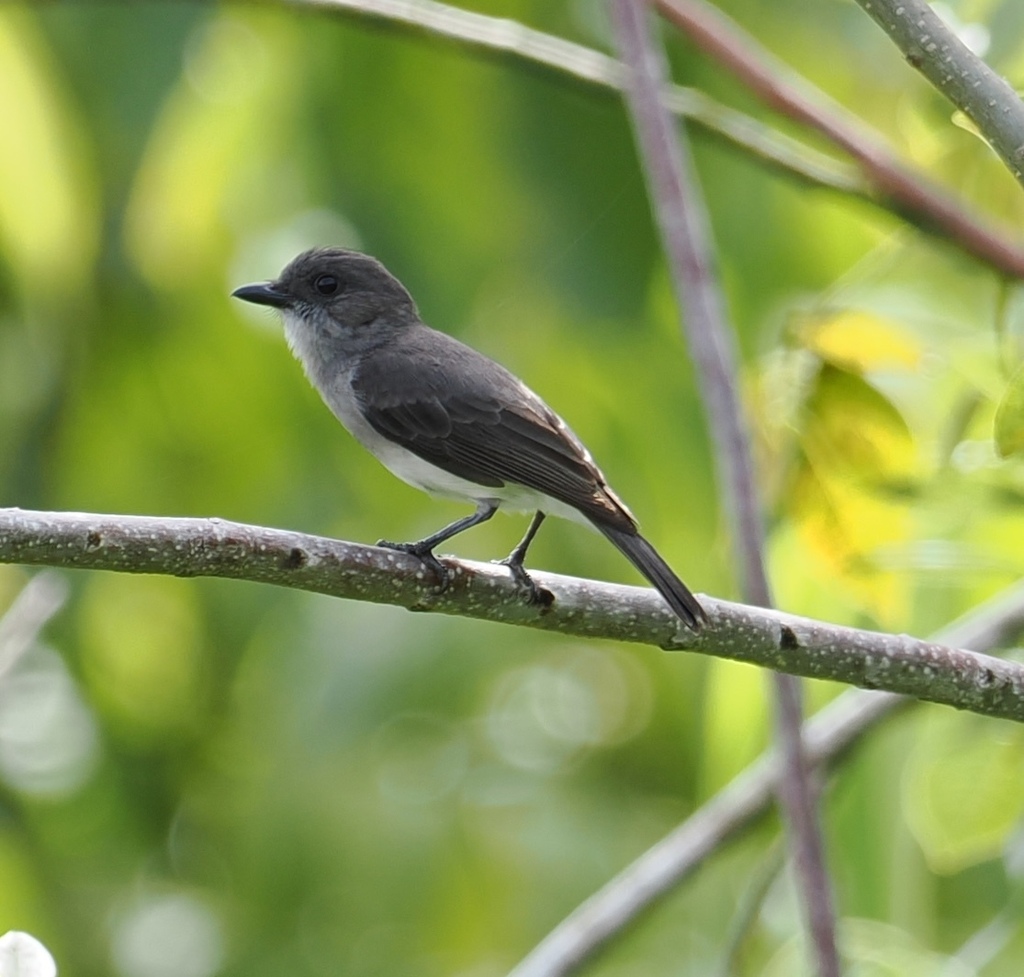 Kancilan Tuna-Warna (Pachycephala griseonota)