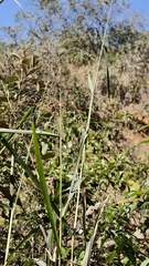 Passiflora setacea, photograph (c) fmunoz, some rights reserved (CC BY)