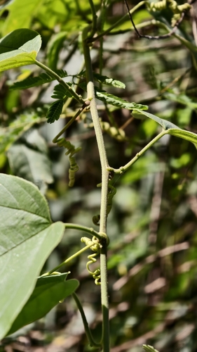 Passiflora setacea, photograph 5