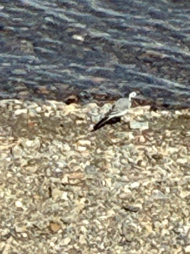 White Wagtail
