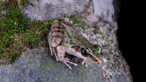 Tianmu Sharp-nosed Frog
