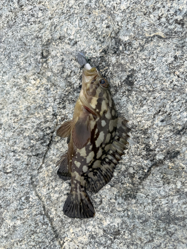 Epinephelus erythrurus observed 2026-08-19