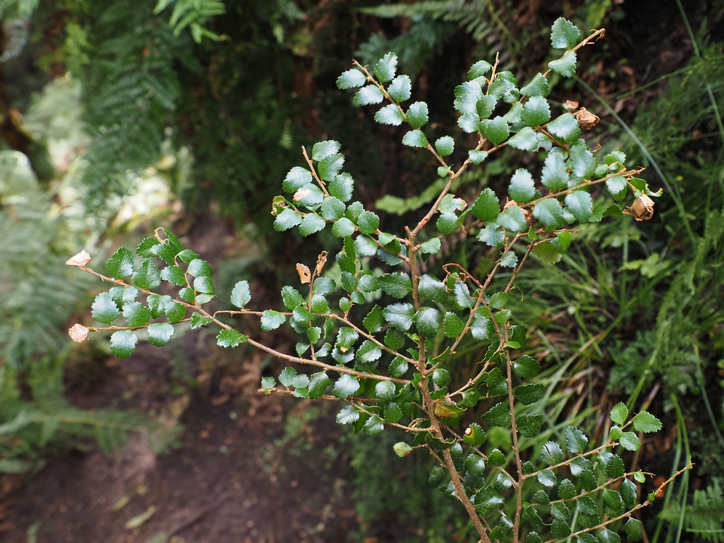 Nothofagus cunninghamii; photograph author not stated, no rights reserved