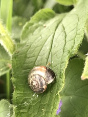 Arianta arbustorum