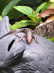 Plestiodon inexpectatus