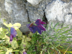 Cerinthe retorta