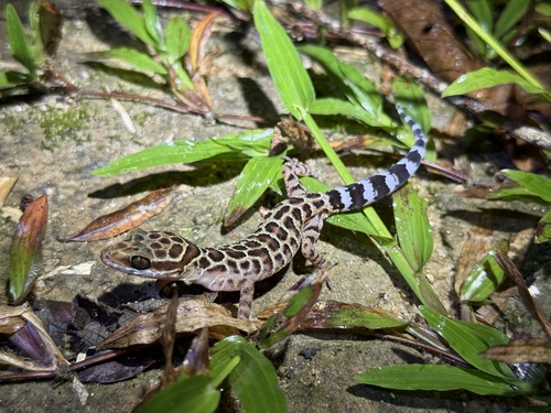 Thai Bow-fingered Gecko