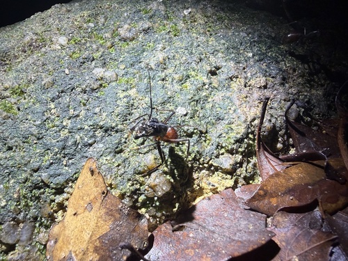 Giant Forest Ant