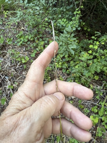 Carex cherokeensis