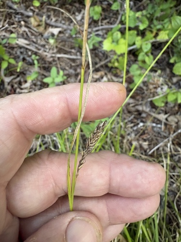 Carex cherokeensis, photograph 3