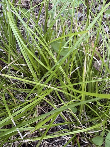 Carex cherokeensis, photograph 4