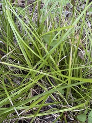 author not stated, no rights reserved Carex cherokeensis, photograph author not stated, no rights reserved