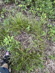 author not stated, no rights reserved Carex cherokeensis, photograph author not stated, no rights reserved