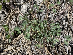 Aquilegia desertorum