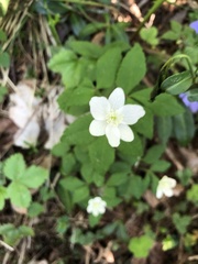 Anemonoides trifolia