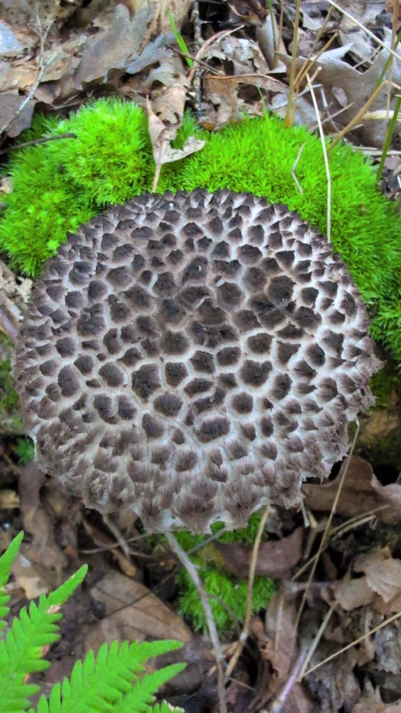 Old-man-of-the-woods · August 2026 · photo: Photo: (c) Shannon Jackowicz, some rights reserved (CC BY) · iNaturalist