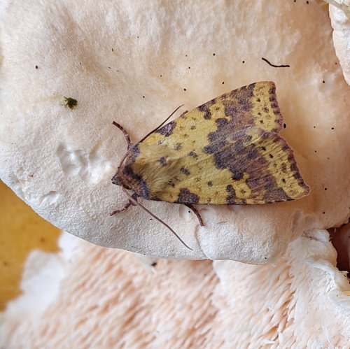 Pink-barred Sallow