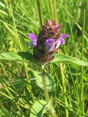 Prunella vulgaris vulgaris