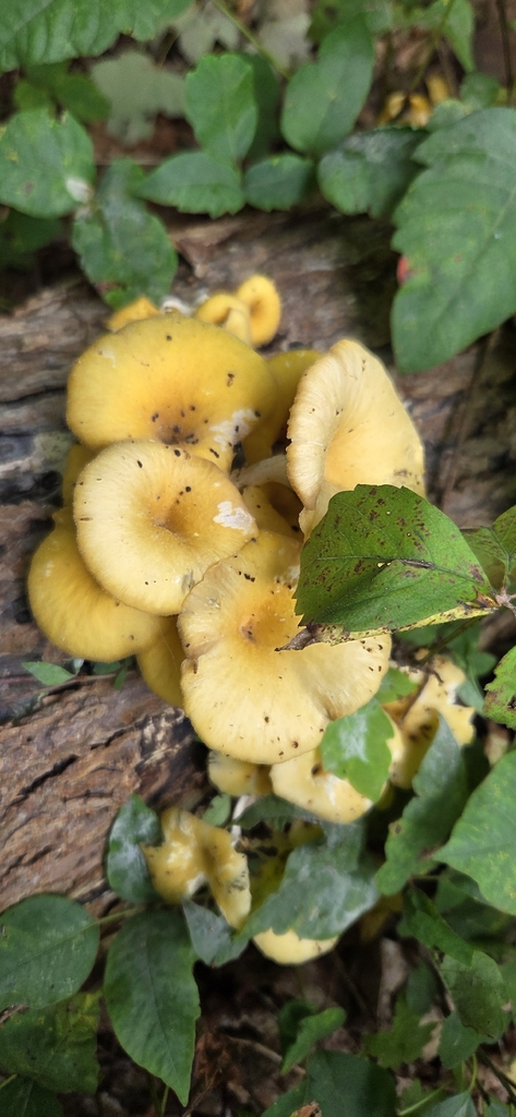 Golden Oyster Mushroom · August 2026 · photo: Photo: (c) WF_MI, some rights reserved (CC BY) · iNaturalist
