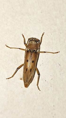 Achryson surinamum