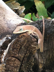 Anolis carolinensis