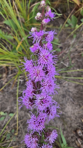 Liatris aspera