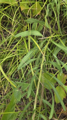 Liatris aspera