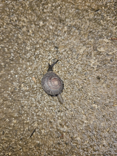 Pommerhelix monacha observed 2026-05-22