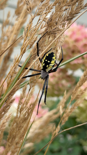 Yellow Garden Spider