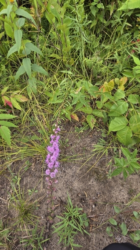 Liatris aspera
