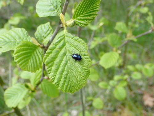Mėlynasis alksniagraužis