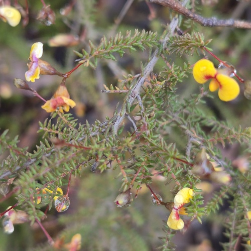 Dillwynia parvifolia observed 2026-08-16