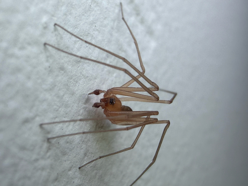 Cosmopolitan Spider Hunter