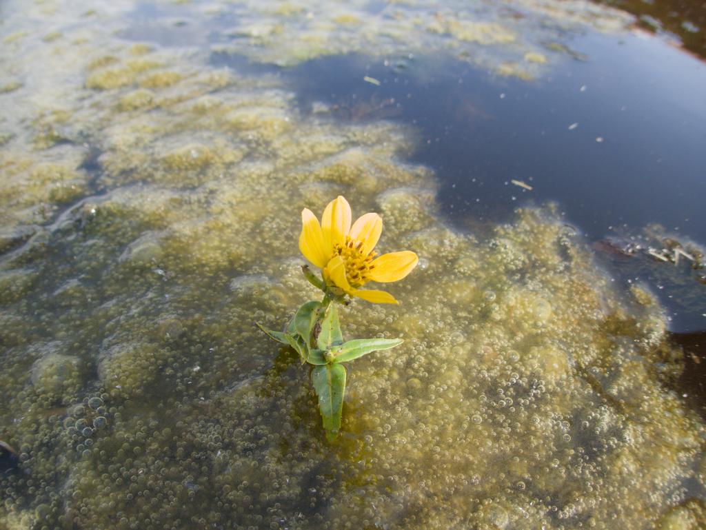 Bidens beckii; photograph (c) Mary Krieger, some rights reserved (CC BY)