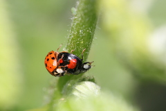 Harmonia axyridis