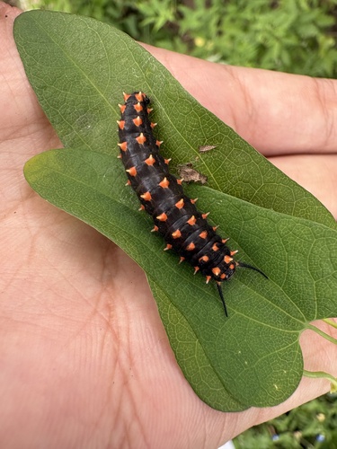 Dragon Swallowtail