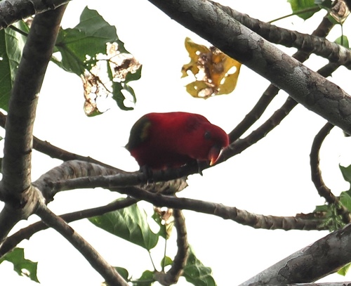 Lorius garrulus