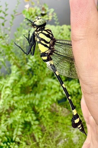 Common Flangetail