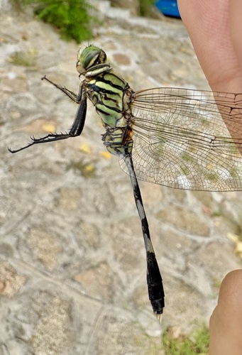 Slender Skimmer