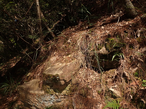 Arundinella setosa observed 2026-08-16