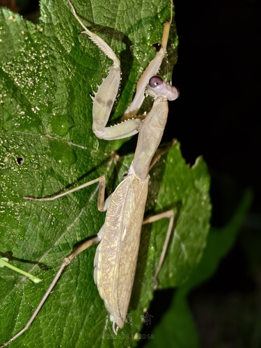 Hierodula maculata