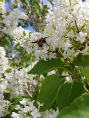 Bombus centralis