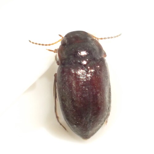 Deronectes moestus