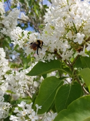 Bombus centralis