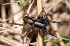 Alopecosa pulverulenta