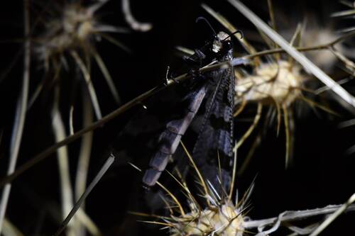 Grand Antlion